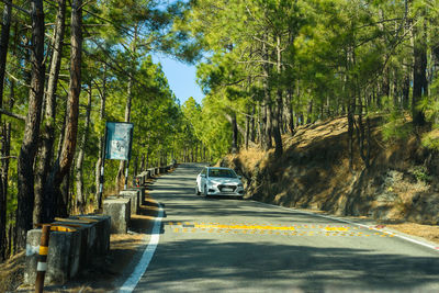 Cars on road by trees