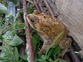 High angle view of a lizard