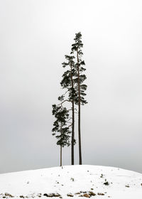 Low angle view of palm tree against clear sky