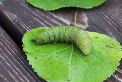 Macro of a poplar moth caterpillar on a leaf.