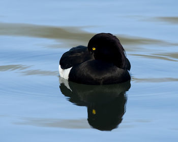 High angle view of duck swimming in lake