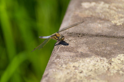 Close-up of dragonfly on retaining wall