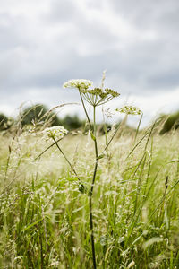 Close-up of plant growing on field against sky