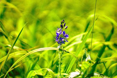 Close-up of purple flowering plant on field