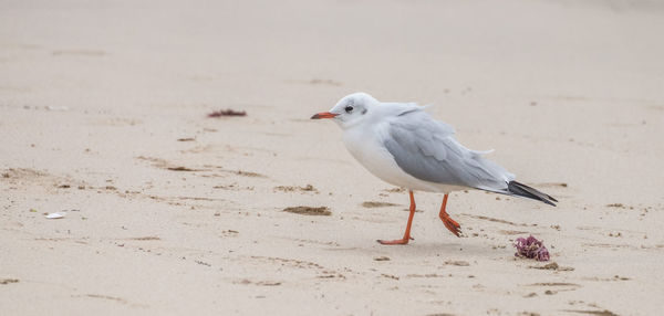 Close-up of seagull on sand