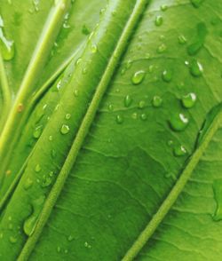 Full frame shot of wet leaves