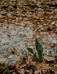 Close-up of dry maple leaves on land