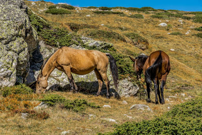 Two horse in the nature