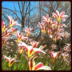 Close-up of pink flowers blooming outdoors