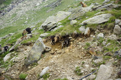 High angle view of sheep on rock