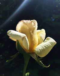 Close-up of flower blooming outdoors