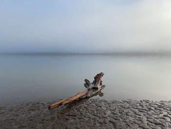 Peaceful river driftwood