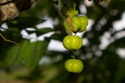 Close-up of green fruit growing on tree