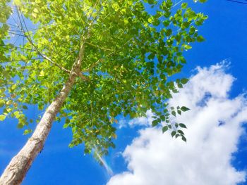 Low angle view of tree against blue sky