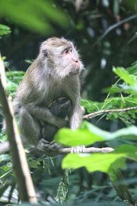 Monkey sitting in a forest