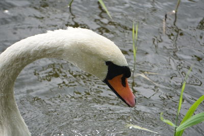 Close-up of swan swimming on lake