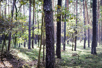 Trees in forest