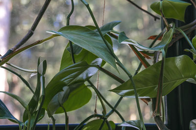 Close-up of green leaves on plant