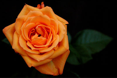 Close-up of rose over black background