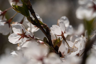 Close-up of white cherry blossom plant