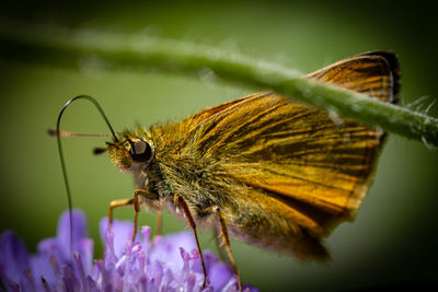 Close-up of butterfly pollinating on purple flower