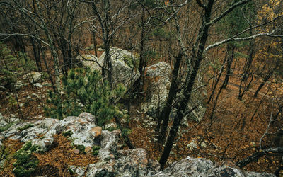 Trees growing in forest
