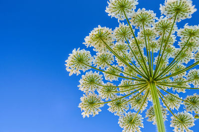 Low angle view of flower tree against clear blue sky