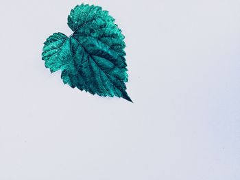 High angle view of snow on plant against white background