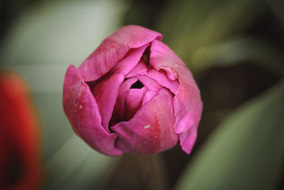 Close-up of pink flower blooming outdoors