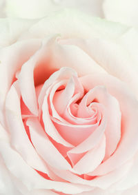 Close-up of rose bouquet