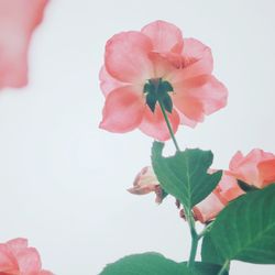 Close-up of pink hibiscus blooming against clear sky