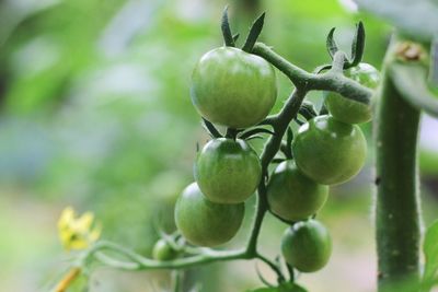 Close-up of grapes