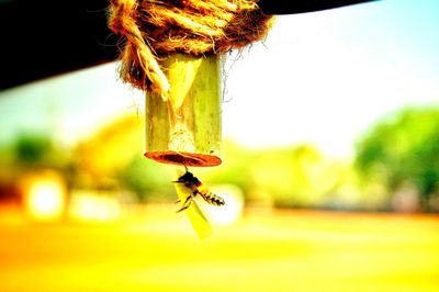 Close-up of insect