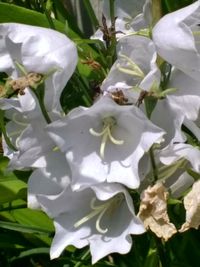 Close-up of white flowering plant