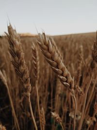 Close-up of stalks in field against sky