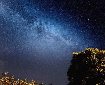 Low angle view of trees against star field at night