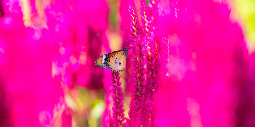 Close-up of butterfly pollinating on pink flower