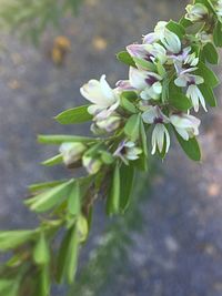 Close-up of pink flowers