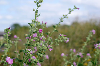 Close-up of purple flowering plants on field