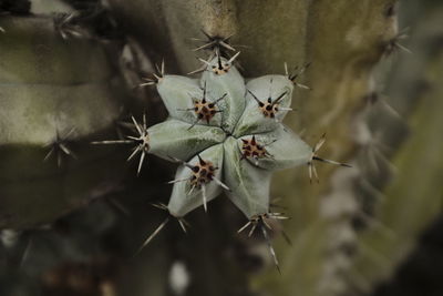 thorns, spines, and prickles
