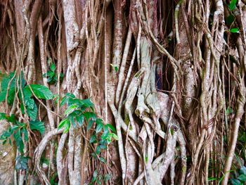 Full frame shot of tree trunk