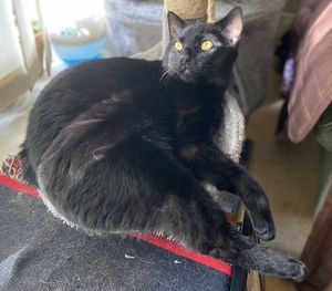 Close-up of black cat relaxing at home