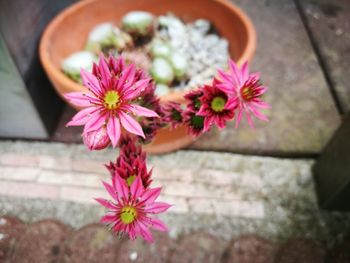 Close-up of pink flower pot