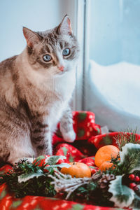 Close-up of cat on table