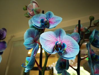 Close-up of purple orchid