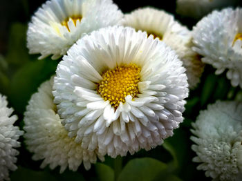 Close-up of white daisy flower