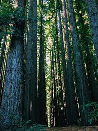 Trees in forest