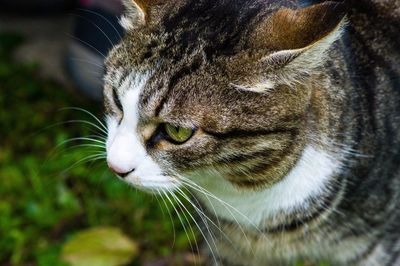 Close-up of cat looking away