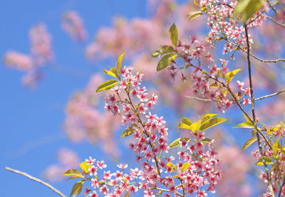 Low angle view of pink flowering tree