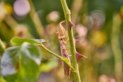 Close-up of green plant